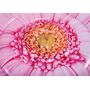 Pink Daisy Flower Mat 58787